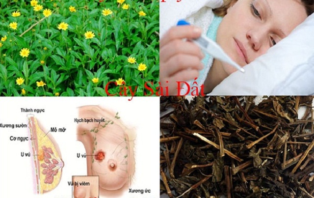Tac-dung-dieu-tri-cac-benh-ngoai-da-cua-cay-sai-dat Tac-dung-dieu-tri-cac-benh-ngoai-da-cua-cay-sai-dat
