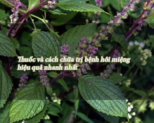 Tac-dung-tri-cam-va-hoi-mieng-cua-huong-nhu Tac-dung-tri-cam-va-hoi-mieng-cua-huong-nhu