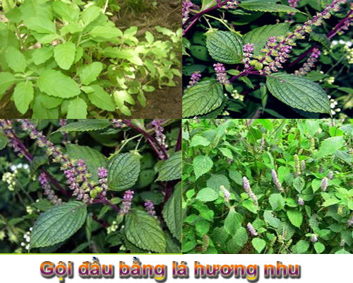 Tac-dung-tri-cam-va-hoi-mieng-cua-huong-nhu Tac-dung-tri-cam-va-hoi-mieng-cua-huong-nhu