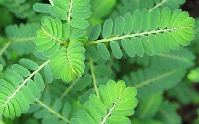 Thai-doc-gan-sau-tet-bang-nhung-thao-duoc-quanh-nha
