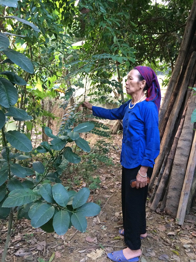 Thuoc-Nam-chua-xo-gan-co-chuong