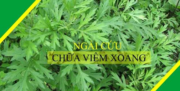 ngải cứu điều trị bệnh viêm xoang Bài thuốc Nam điều trị bệnh viêm xoang
