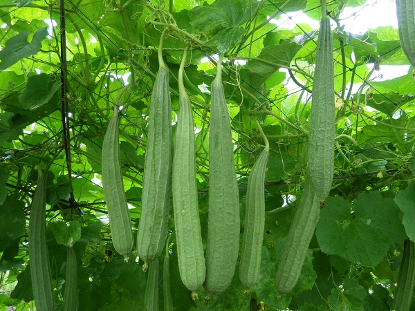 mướp khía điều trị bệnh viêm xoang Bài thuốc Nam điều trị bệnh viêm xoang