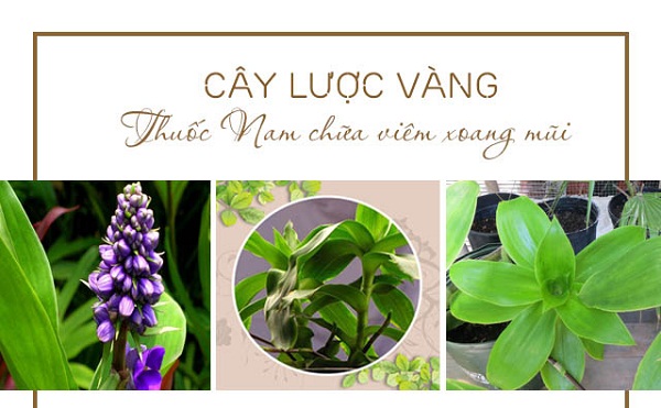 Bài thuốc Nam điều trị bệnh viêm xoang