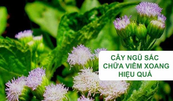 hoa ngũ sắc điều trị bệnh viêm xoang Bài thuốc Nam điều trị bệnh viêm xoang
