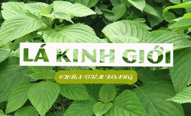 Bài thuốc Nam điều trị bệnh viêm xoang