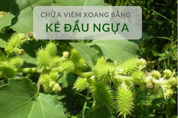Bài thuốc Nam điều trị bệnh viêm xoang
