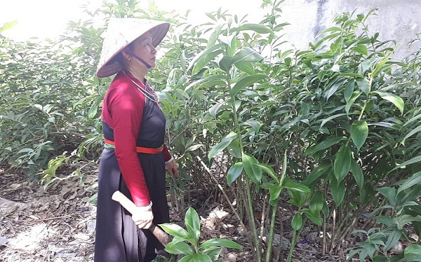 Thuoc-Nam-dieu-tri-noi-tiet-to-nu