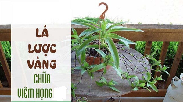 Cây lược vàng Thuoc-Nam-dieu-tri-viem-hong