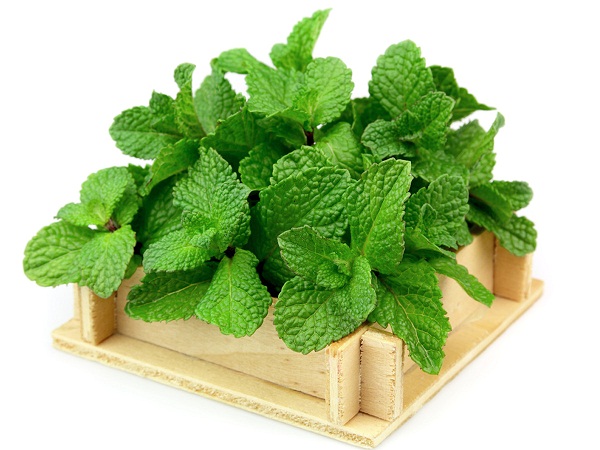 Lá bạc hà trị viem họng