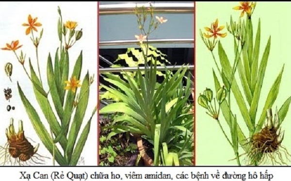 Cây rẻ quạt trị viêm họng