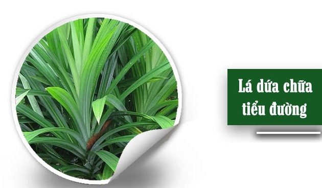 Những cây thuốc Nam điều trị bệnh tiểu Những cây thuốc Nam điều trị bệnh tiểu