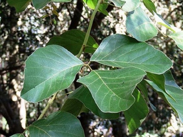 Thuoc-nam-noi-tiet-to-nu-cua-dan-toc-Cao-Lan