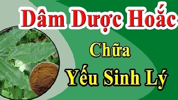 cay-thuoc-tang-cuong-sinh-ly-nam