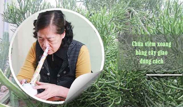 5 liệu pháp điều trị viêm xoang hiệu quả theo Đông y 5 liệu pháp điều trị viêm xoang hiệu quả theo Đông y