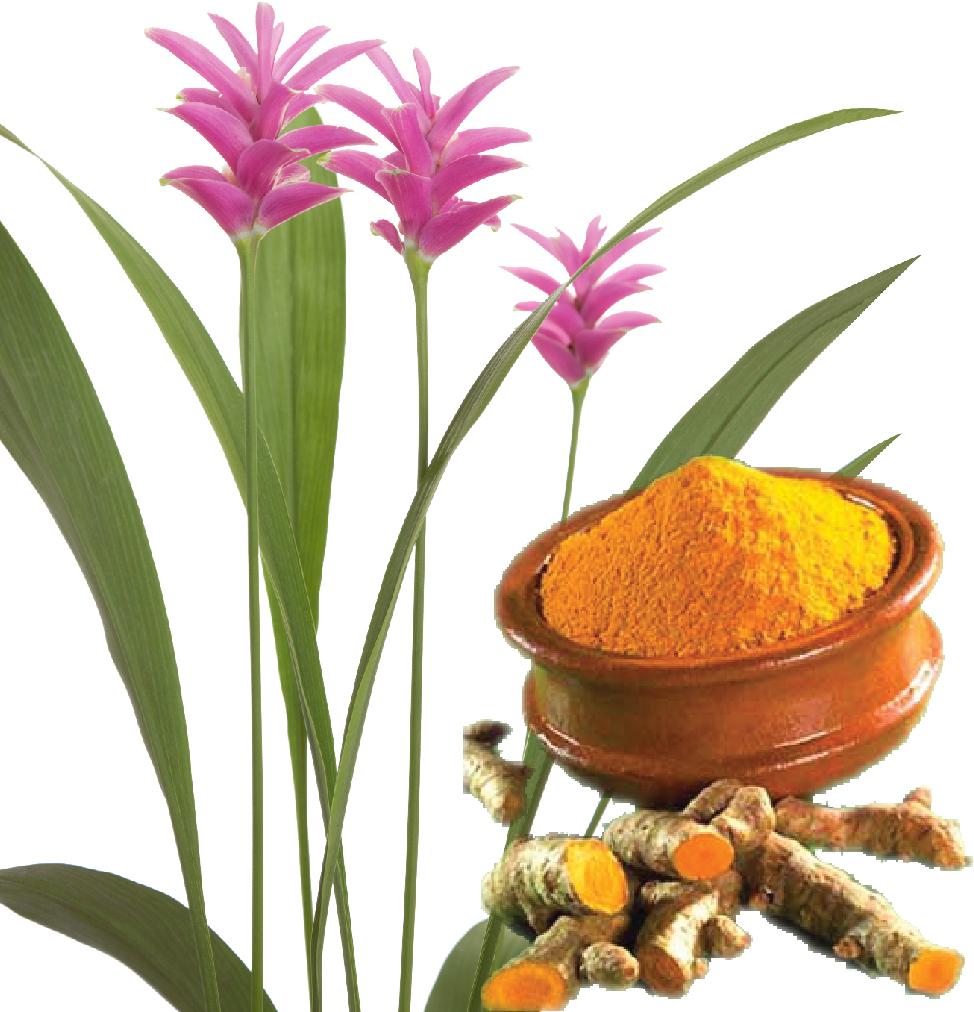 Chữa u nang buồng trứng bằng thuốc nam 