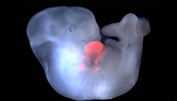 Phát triển thành công phôi lai giữa người và khỉ đầu tiên trên thế giới