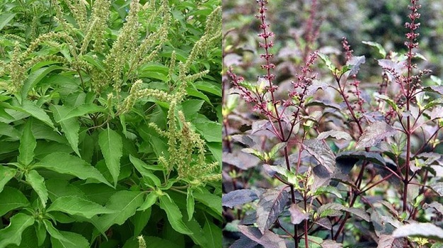 Bài thuốc giảm hồi hộp, căng thẳng cho sĩ tử trước khi vào phòng thi Bài thuốc giảm hồi hộp, căng thẳng cho sĩ tử trước khi vào phòng thi