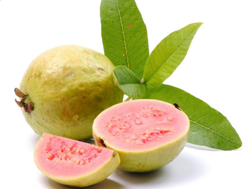 Tác dụng của ổi: Nước ép ổi và lá ổi có tác dụng gì ? 
