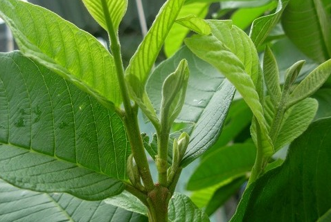 Tác dụng của ổi: Nước ép ổi và lá ổi có tác dụng gì ? 