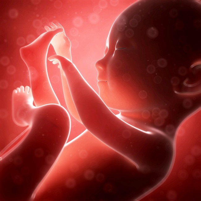 Bổ sung axit folic giúp thai nhi tránh bị dị tật ống thần kinh