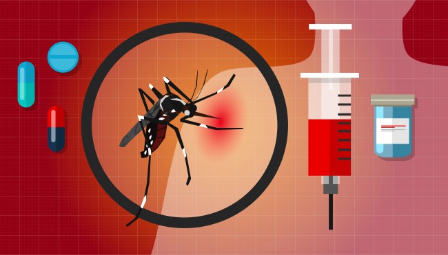 Muỗi vằn truyền virus Dengue từ người bệnh sang người khỏe mạnh Muỗi vằn truyền virus Dengue từ người bệnh sang người khỏe mạnh