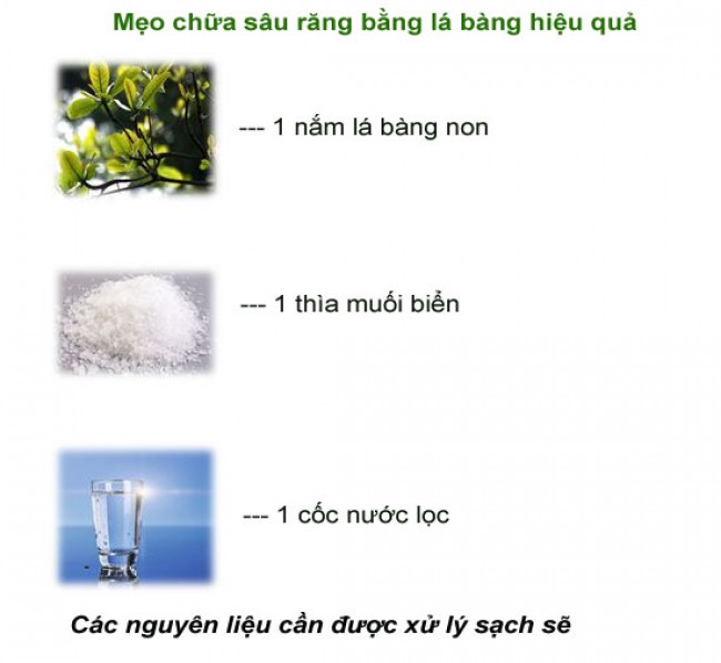 Nguyên liệu chữa sâu răng với lá bàng non Nguyên liệu chữa sâu răng với lá bàng non
