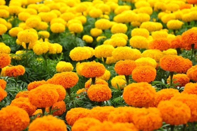 Cúc vạn thọ có công dụng làm trắng da hiệu quả