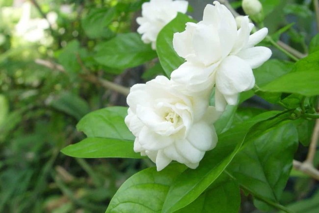 Hoa nhài giúp dưỡng ẩm và loại bỏ làn ra rám nắng