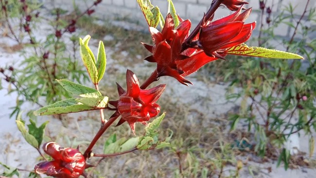 Hoa Atiso đỏ cực kỳ hữu ích với chức năng gan