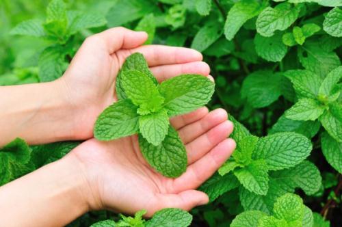 Bạc hà: Loại cây nhỏ trong vườn có tác dụng điều trị ung thư