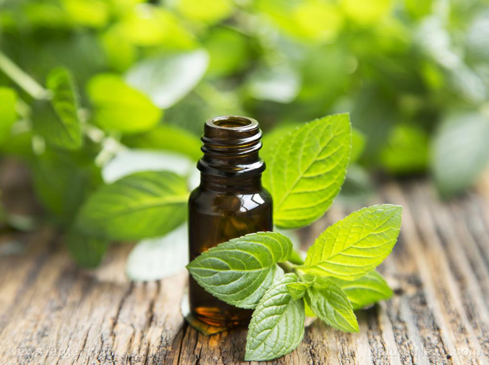 Bạc hà: Loại cây nhỏ trong vườn có tác dụng điều trị ung thư