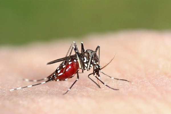 Cảnh báo: Bệnh sốt rét kháng thuốc đang lan rộng khắp Đông Nam Á