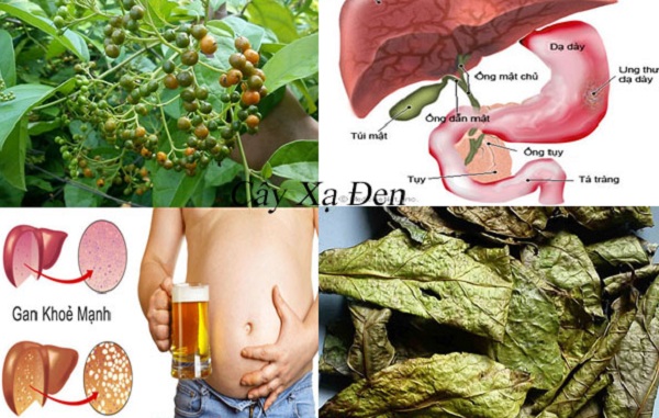 tac-dung-chua-benh-cua-cay-xa-den