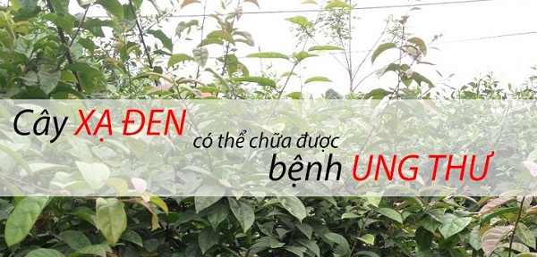 tac-dung-chua-benh-cua-cay-xa-den