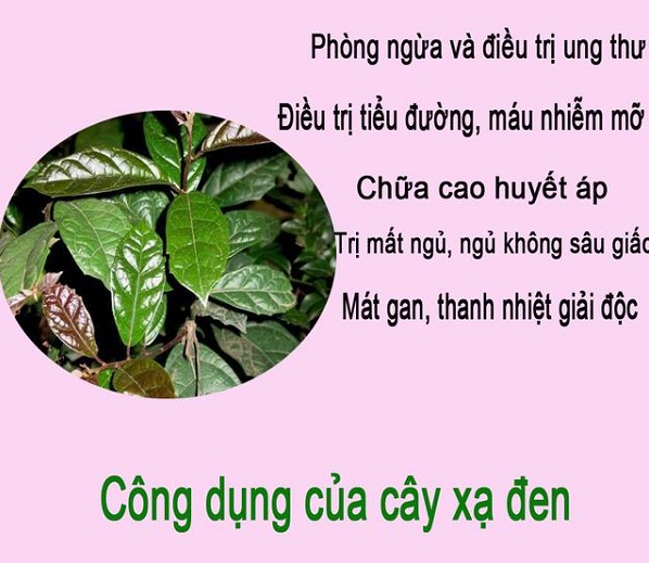 tac-dung-chua-benh-cua-cay-xa-den