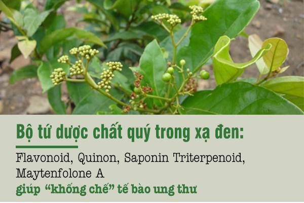 tac-dung-chua-benh-cua-cay-xa-den