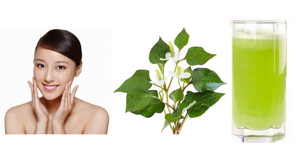nước rau diếp cá làm đẹp