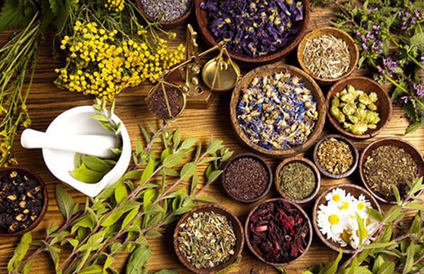 Tăng cân bằng thuốc nam cho người gầy kinh niên Tăng cân bằng thuốc nam cho người gầy kinh niên