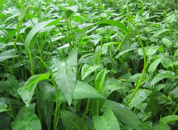 Thành phần dinh dưỡng của rau muống