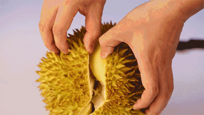 Nổi tiếng với hương vị đặc trưng, ăn sầu riêng mỗi ngày mang lại hàng tá lợi ích sức khỏe