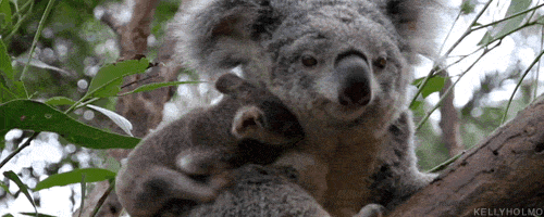 Trắc nghiệm: Tìm hiểu về Australia