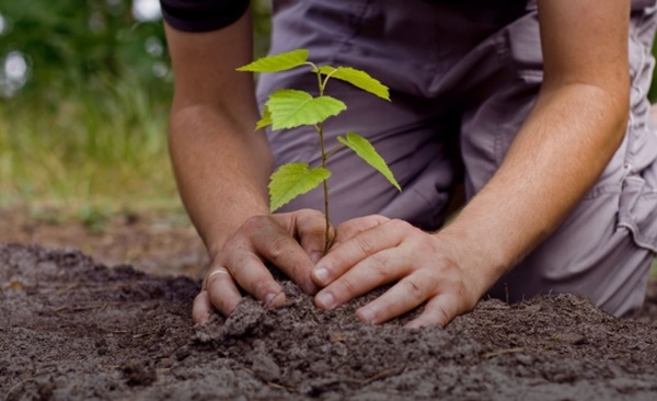 Quá đáng sợ: Con người thải CO2 nhiều đến nỗi trồng bao nhiêu cây xanh cũng không đủ