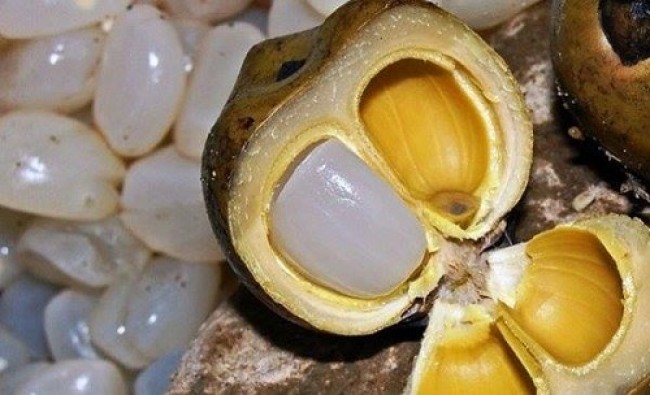 hạt đác tươi