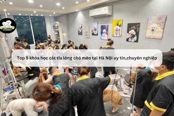 khoa-hoc-cat-tia-long-cho-meo-ha-noi-1700211252.jpg