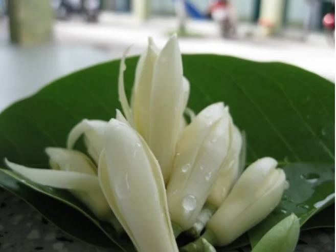le-cung-ram-thang-7-4-loai-hoa-duoc-ua-chuong-de-trang-tri-ban-tho-4-1723450865.PNG