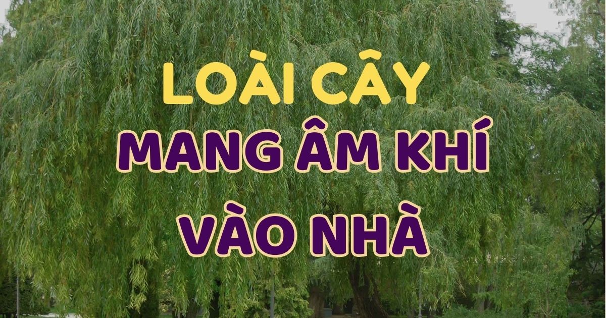 nguoi-xua-co-cau-truoc-cua-trong-cay-am-tien-bao-nhieu-cung-mat-sach-cay-am-la-cay-gi-1739249057.jpg