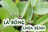 Lá bỏng: Không chỉ chữa bỏng hiệu quả mà còn trăm nghìn công dụng khác