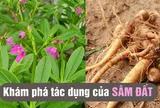 Không chỉ bồi bổ cơ thể, sâm đất còn vô vàn công dụng chữa bệnh tuyệt vời khác
