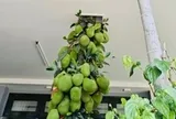 Cây mít trăm quả, mọc xuyên nhà ở Đà Nẵng gây sốt
